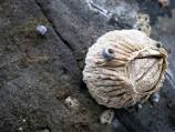 barnacle.jpg